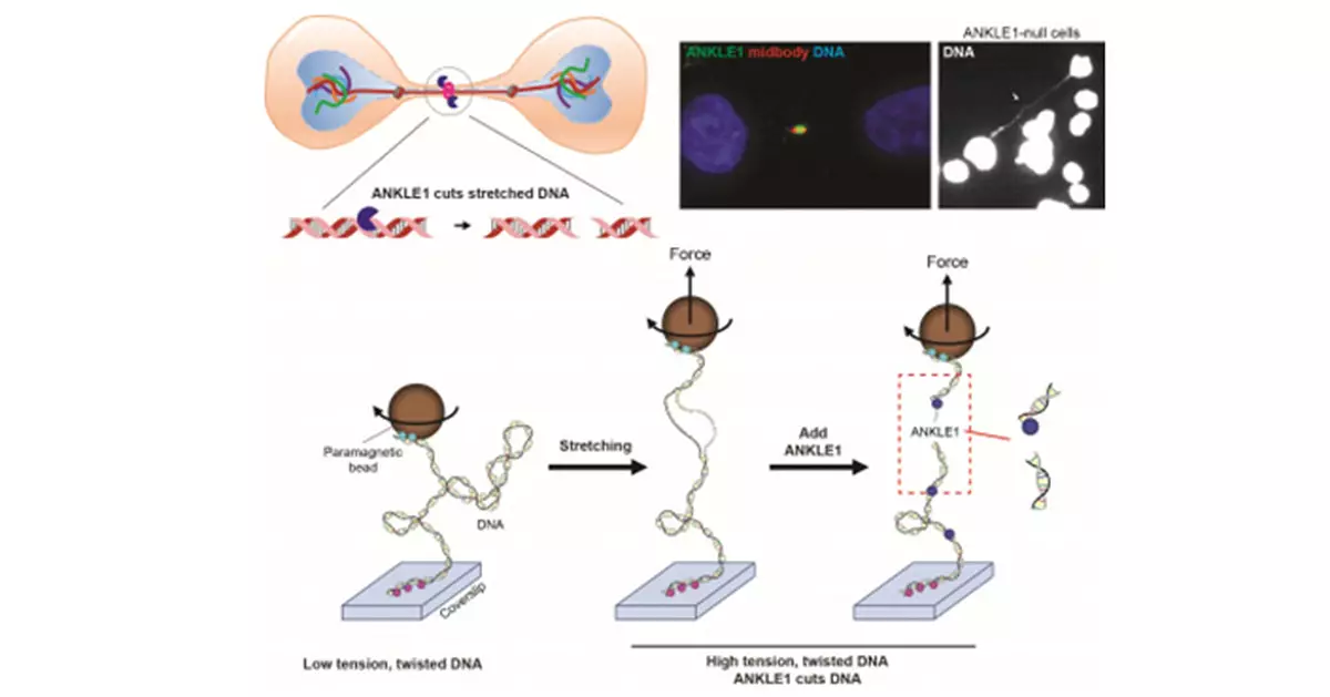 HKU, SZBL Uncover Tension-Sensing DNA Cutter in Humans