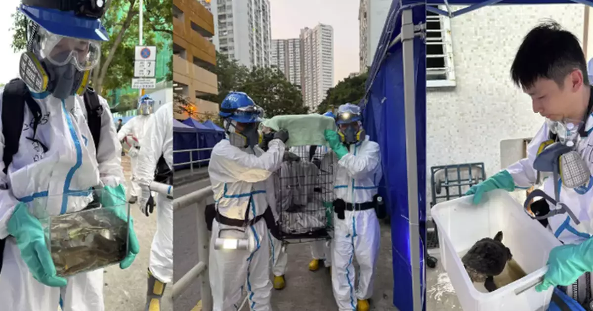 The Police Have Successfully Found More Surviving Animals in Wang Fuk Court