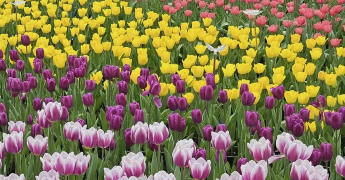 HK Flower Show 2026 Auctions for Commercial Stalls Set for December 17 in Sham Shui Po