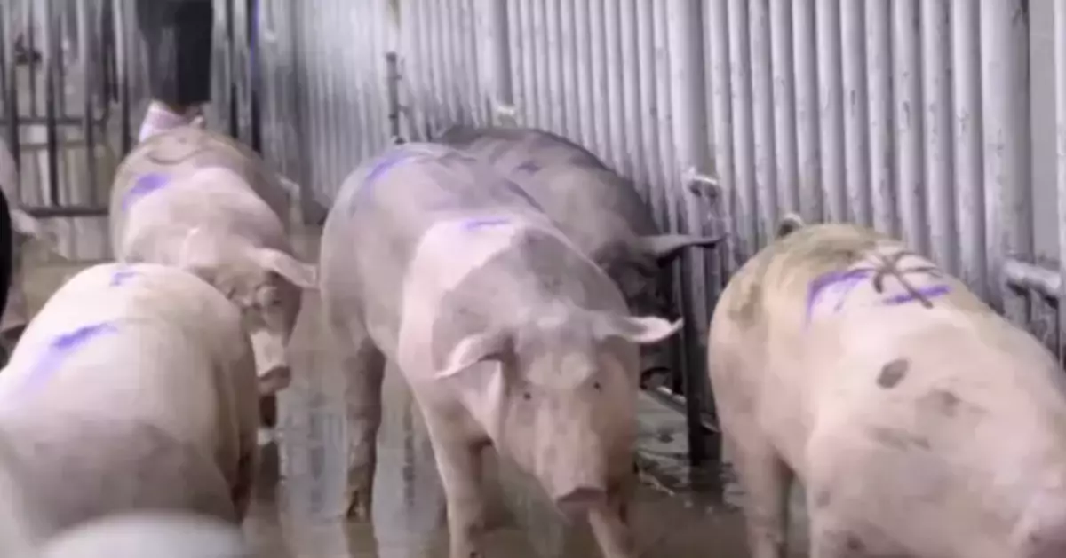 ASF Virus Detected in Yuen Long Pig Farm; Transportation Suspended and Culling Initiated