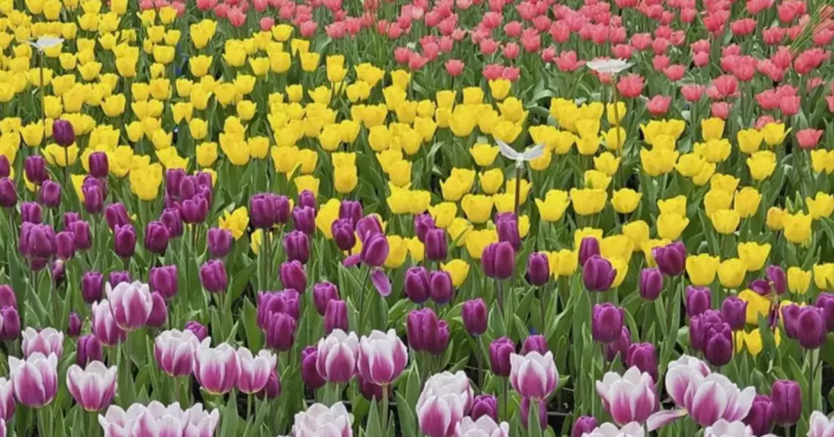 Fast Food Stall at Hong Kong Flower Show 2026 Available for Lease on December 29