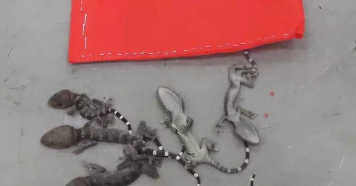 Hong Kong Customs Seizes 34 Endangered Lizards Worth $20,400 at Airport