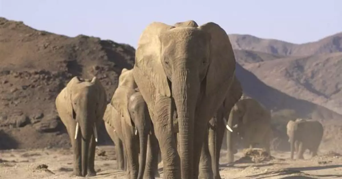 New Dome Show at Hong Kong Space Museum: Desert Elephants: The Adventures of Little Foot Opens Today!