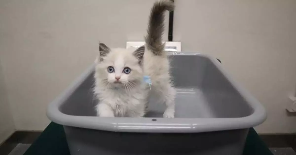 Customs Seizes Illegal Kitten Imported into Hong Kong, Arrests Suspect at Control Point