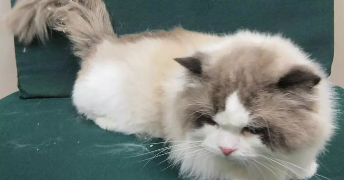 Hong Kong Customs Seizes $20,000 Cat in Illegal Import Case at Lo Wu Control Point