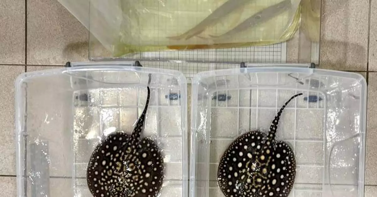 Hong Kong Customs Seizes Endangered Arowanas and Stingrays Worth $52,000 at Control Point