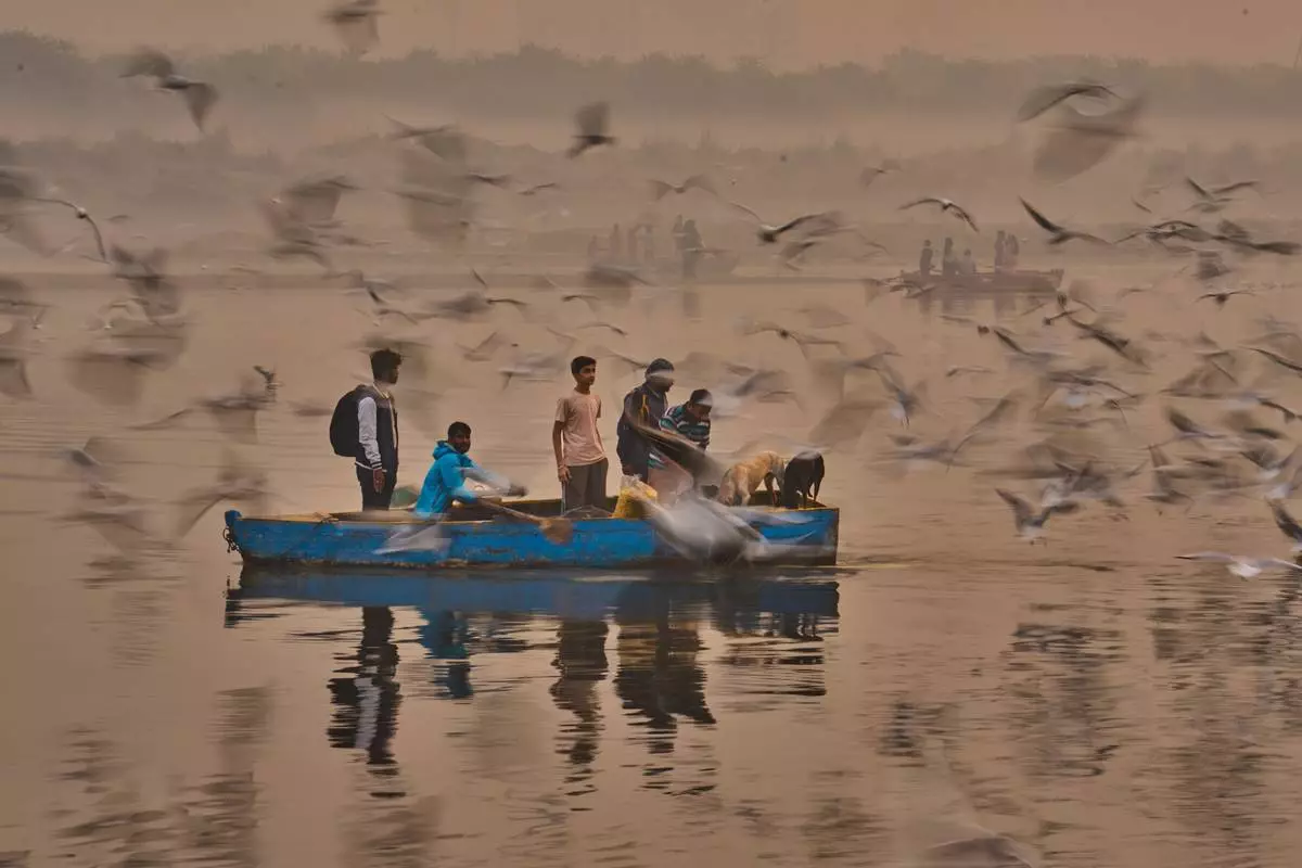 Migratory birds surround a boat as people feed them early in the morning near the banks of the river Yamuna in New Delhi, on Nov. 2, 2025. (AP Photo/Rajesh Kumar Singh, File)