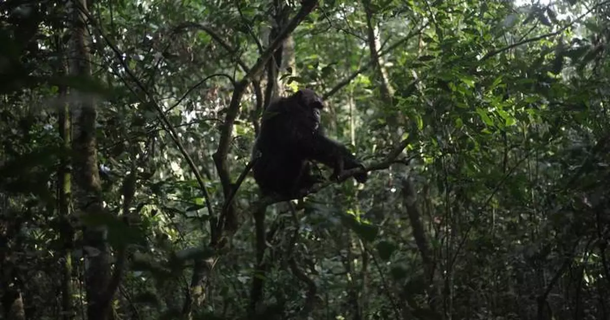 Conservationists connect with chimps in a Ugandan rainforest as they seek a sense of communion