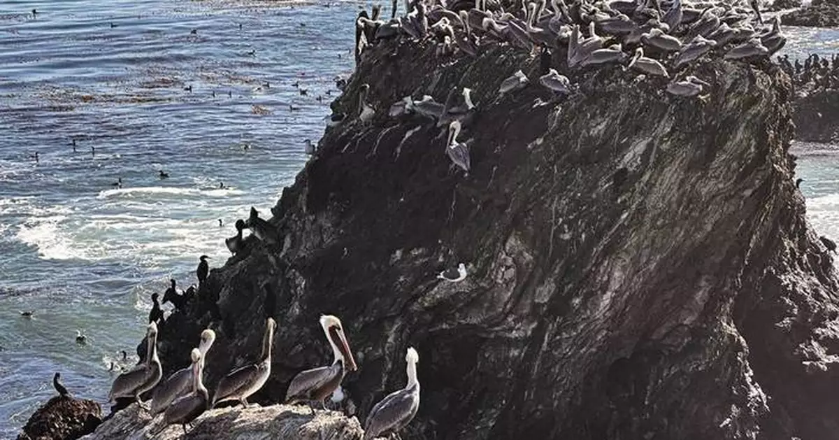 A brown pelican 'feeding frenzy' is an encouraging sign for the often-struggling large seabirds