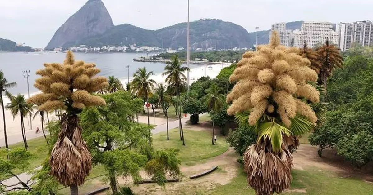 Decades-old palm trees in Rio de Janeiro flower for the first — and only — time