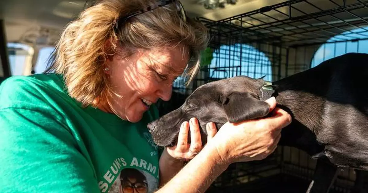 How Seuk Kim's tragic plane crash built a volunteer army of pet rescuers