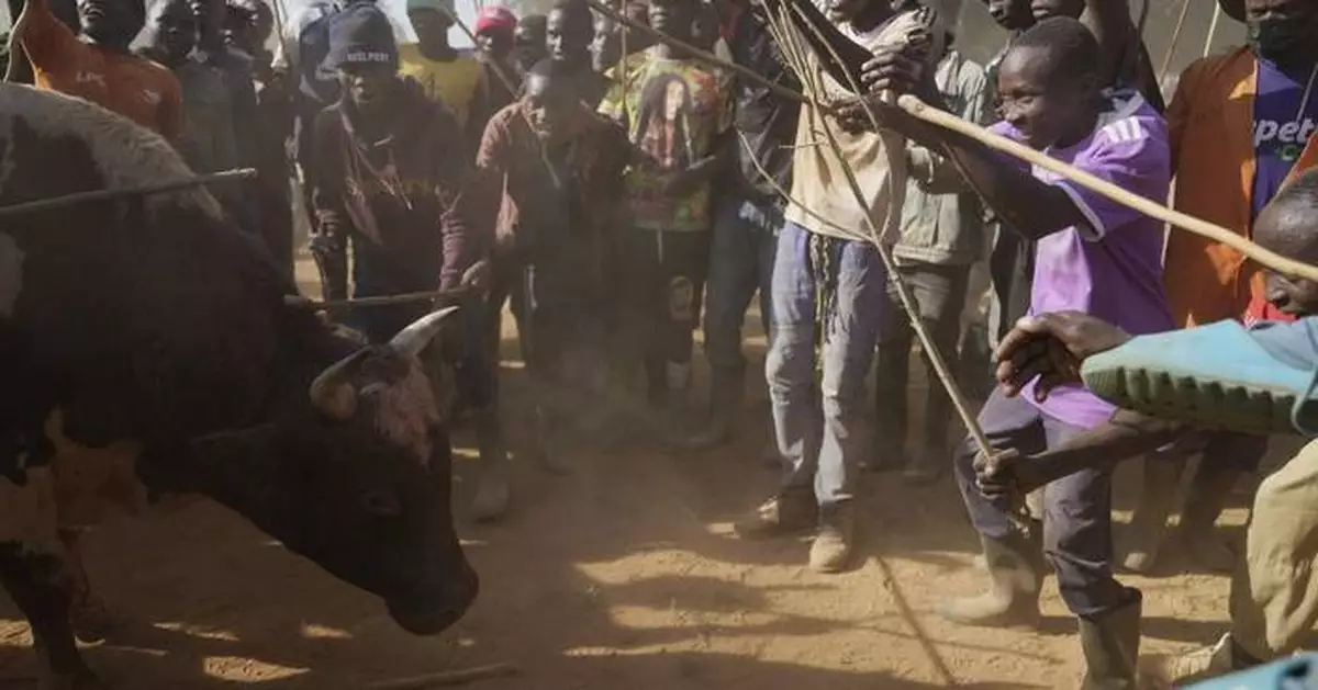 Kenyans unite around the country's growing bullfighting tradition