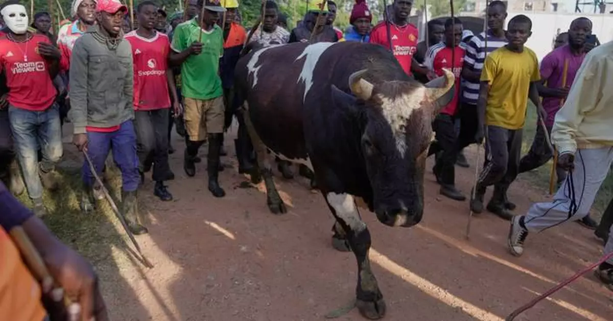 Photos show a bullfight in Kenya, where an ancient sport attracts modern-day bets