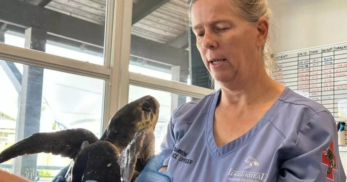 24 endangered sea turtles recovering in Florida after cold stunning off Cape Cod