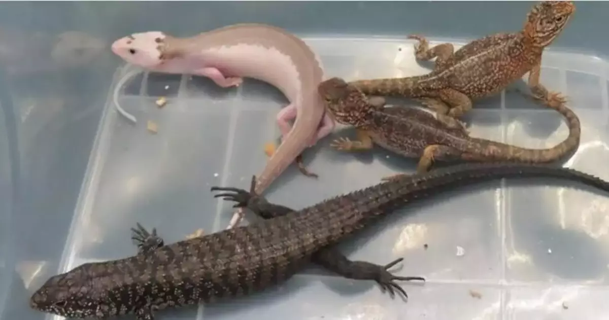 Customs Seizes 13 Endangered Lizards Worth $92,000 at Hong Kong Airport