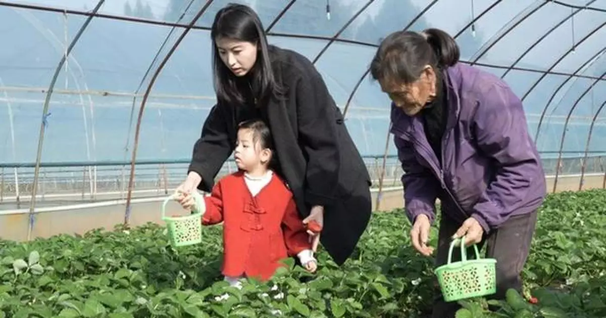 Sweet winter days in Cangxi: strawberry picking &amp; scenic check-ins await