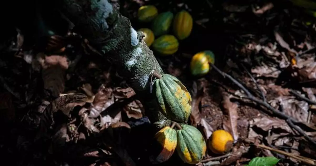 Ivory Coast will buy unsold cocoa stocks as prices plunge