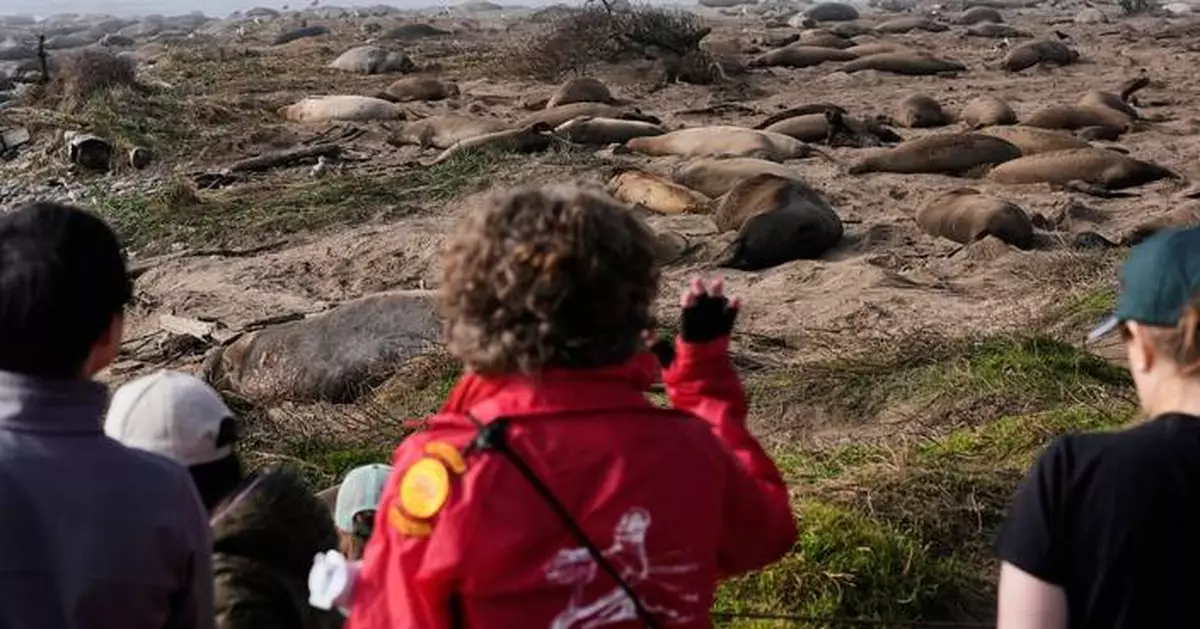 Elephant seals return to Año Nuevo State Park. Visitors watch battling bulls and 75-pound pups