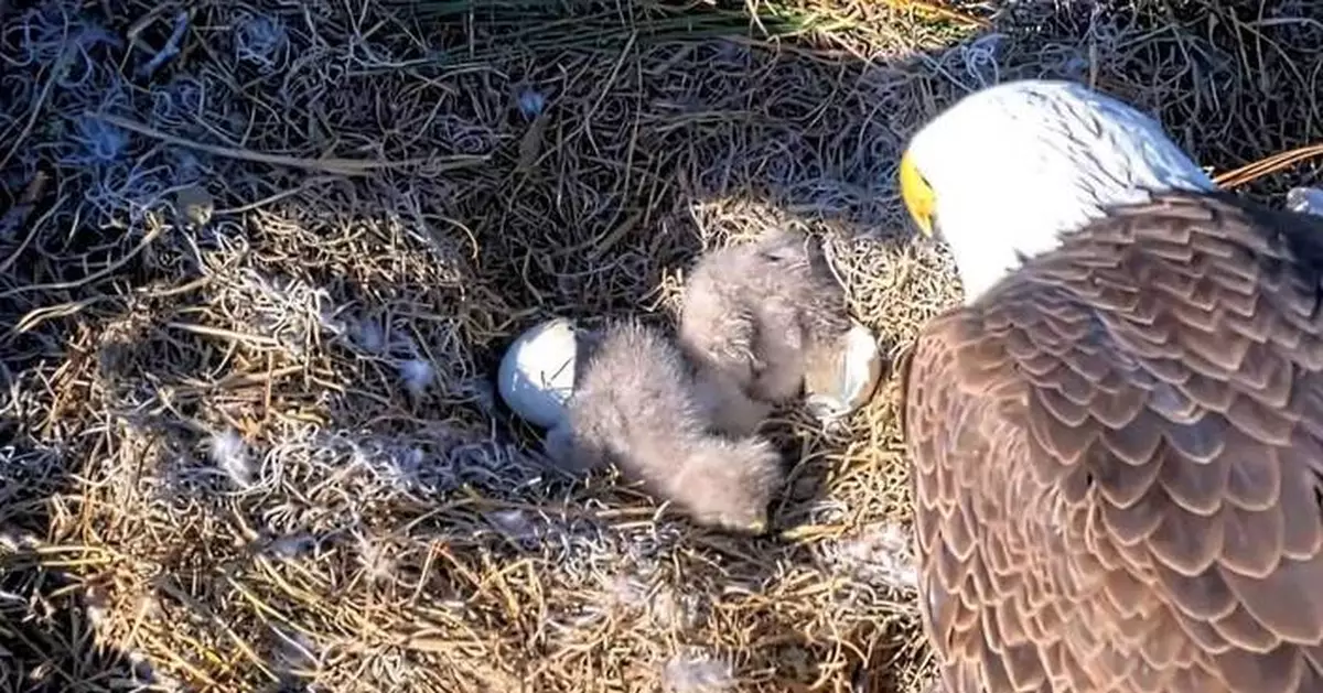 A Symbol of Hope for America’s 250th: American Eagle Foundation Announces Birth of First Eaglet on National Anniversary