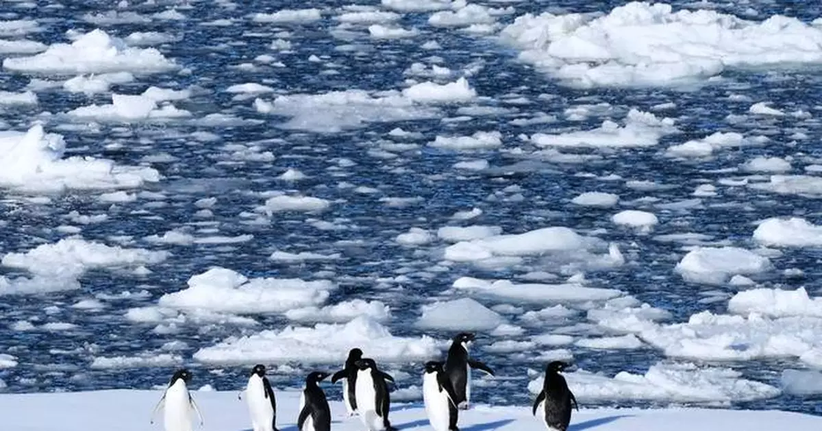 Researchers find Antarctic penguin breeding is heating up sooner, and that's a problem