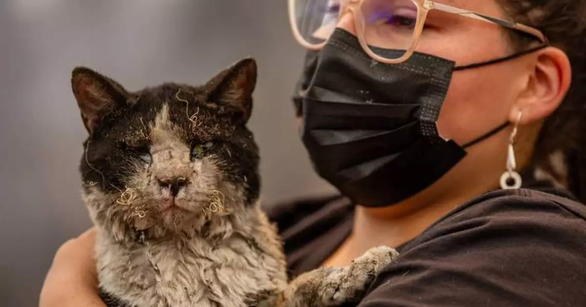 As fires in Chile burn, a mobile clinic fights to save furry survivors