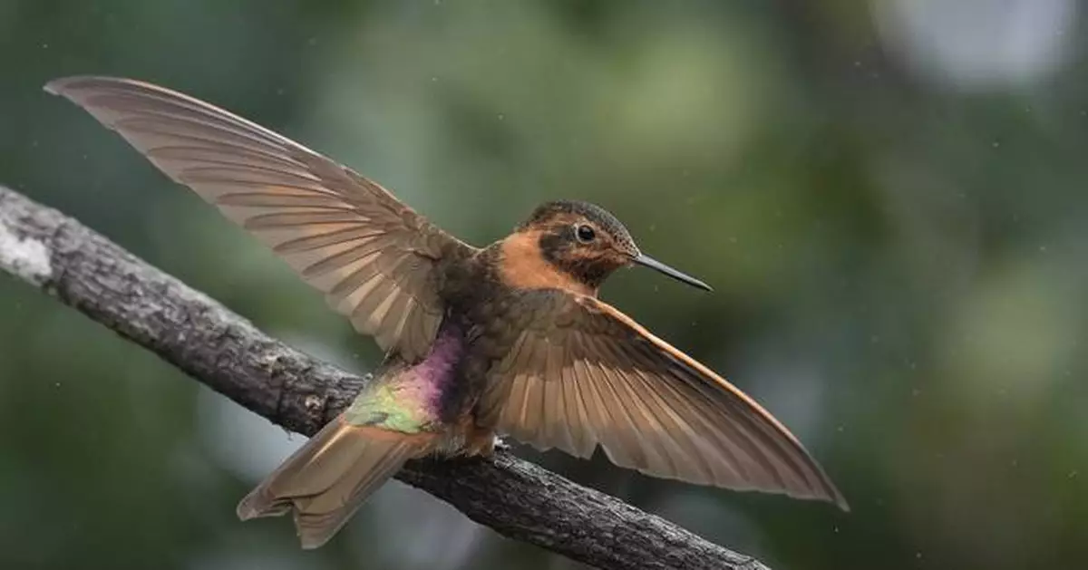 An ancient forest in Ecuador is the last stand for a tiny hummingbird facing extinction