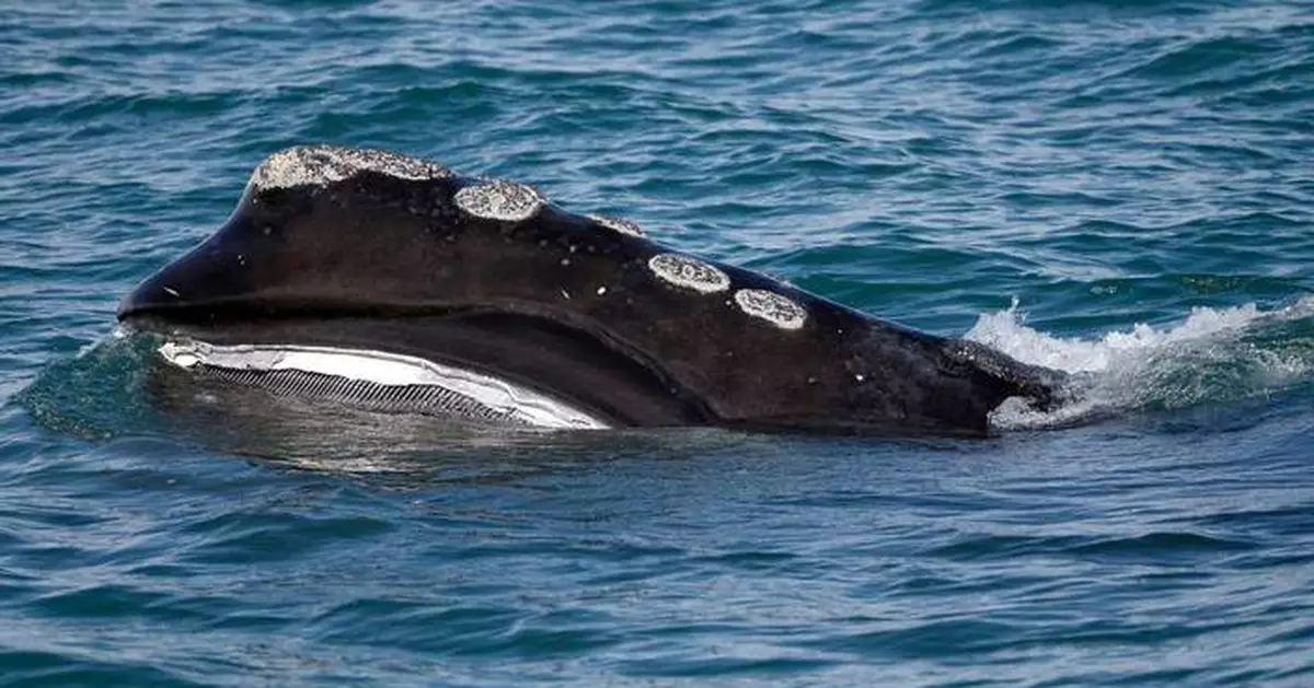 A rare whale is having an encouraging season for births. Scientists warn it might still go extinct