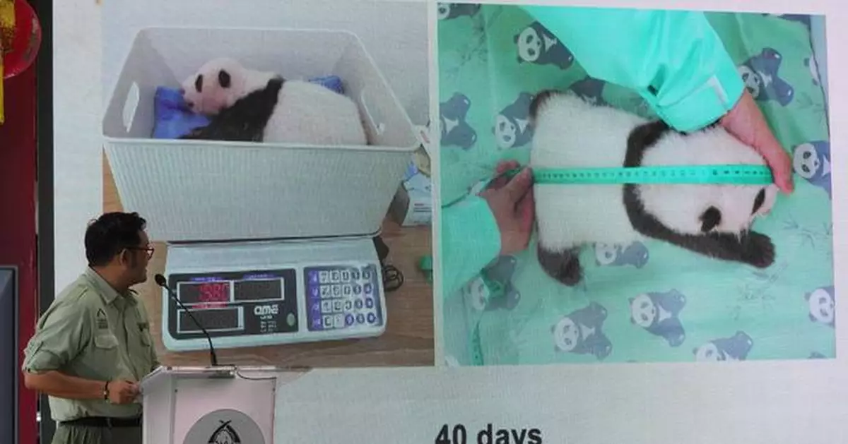 Indonesia's panda cub Rio thriving 40 days after birth