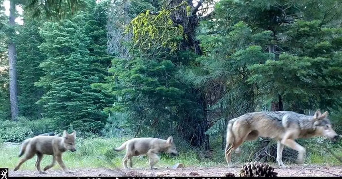 Wildlife crews stop actively searching for young wolves after livestock attacks