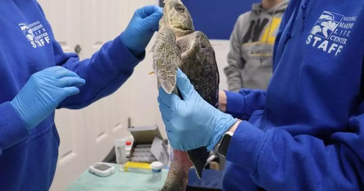 Avangrid Foundation Awards $250,000 in Grants to Wildlife Rehabilitation Centers