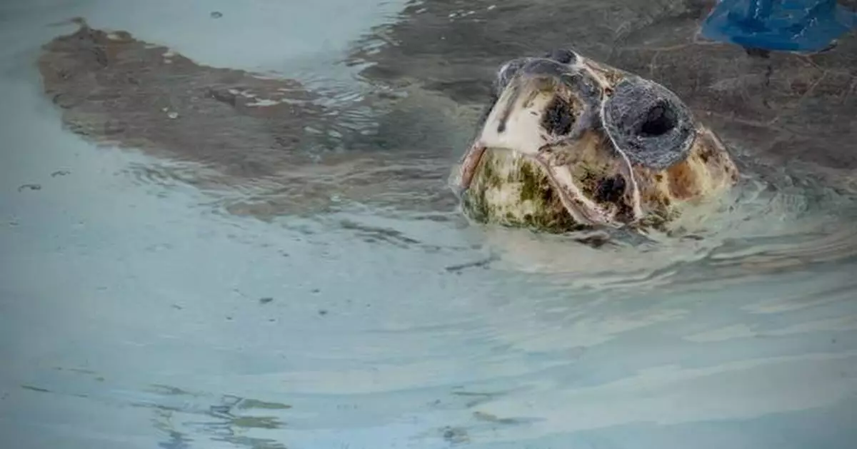 A sea turtle with 3 flippers swims free after Florida rehab, now followed by satellite