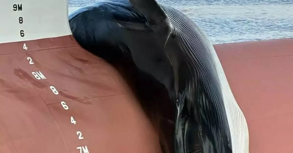 A dead whale found on the bow of a ship in New Jersey sparks an investigation