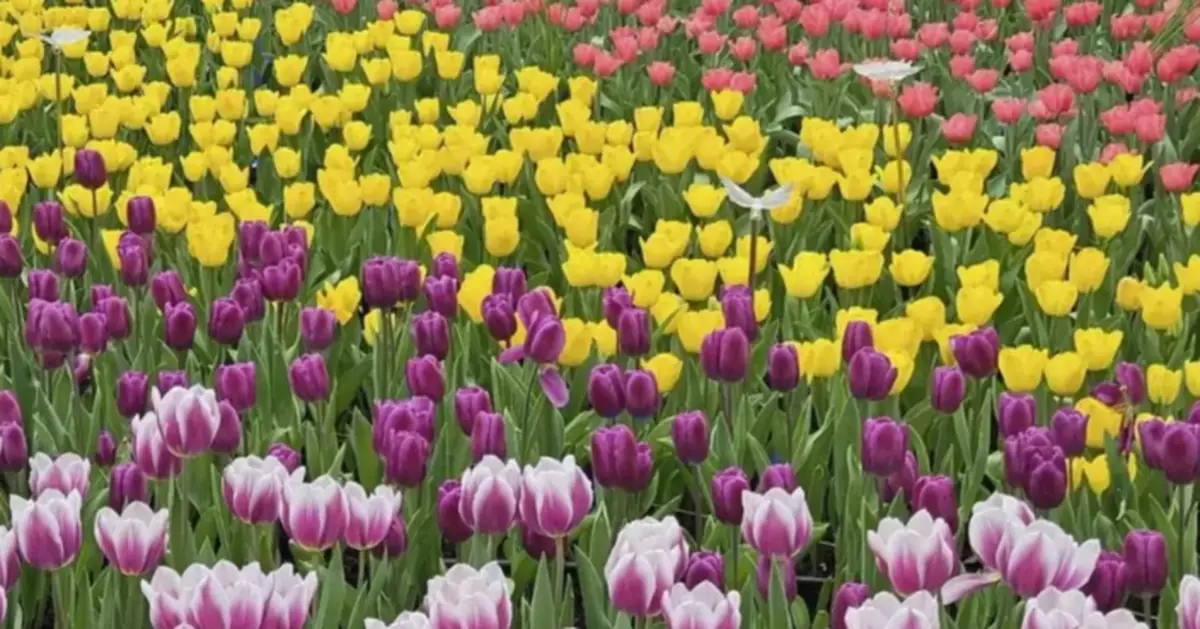 Hong Kong Flower Show 2026: Student Drawing Competition Open for Entries Until February 3