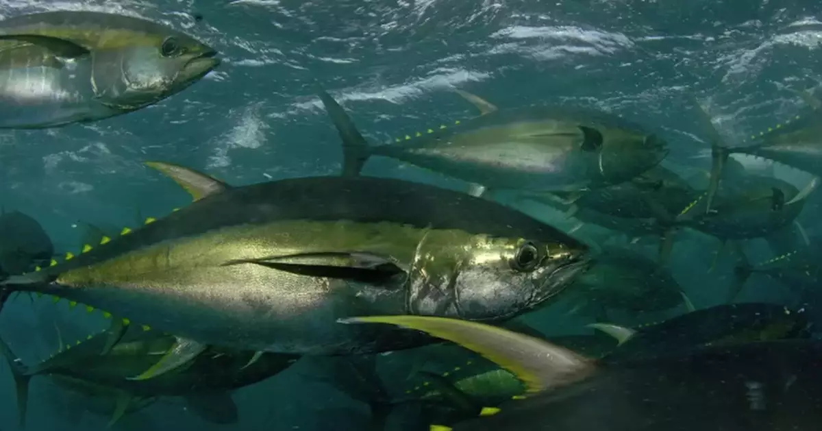 CFS Discovers Malachite Green in Tuna Sample, Investigation Underway
