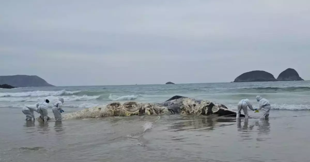 Whale Carcass in Sai Kung Disposed; Public Urged to Report Sightings Safely