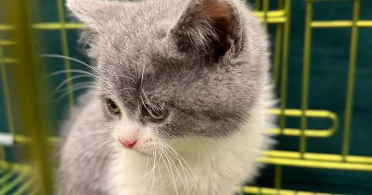 Customs Seizes $20,000 Cat in Illegal Import Case at Lo Wu Control Point