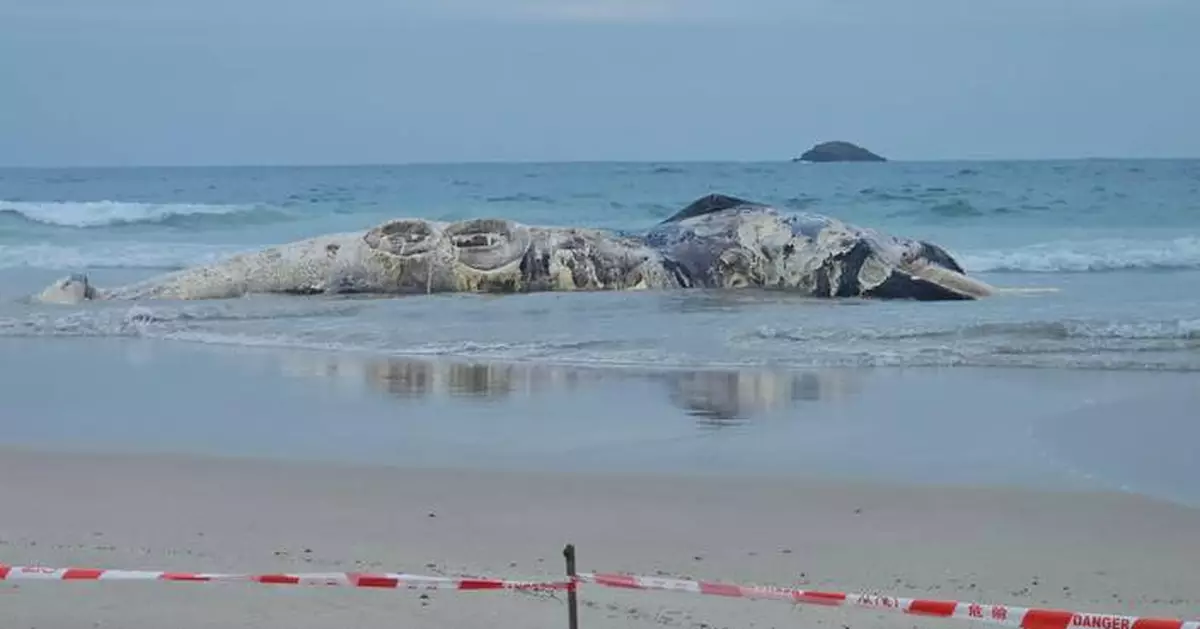 Suspected Whale Carcass Discovered in Sai Kung, Investigation Underway by AFCD and Ocean Park Teams