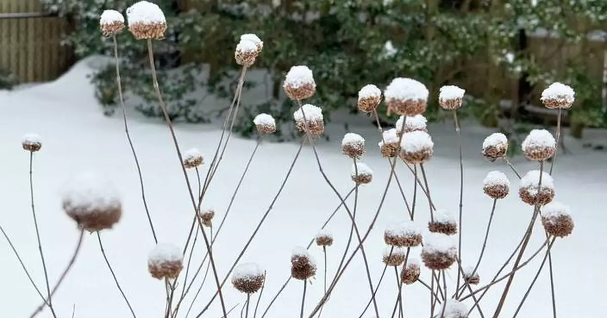 Snow protects your garden beds. Trees might need some help