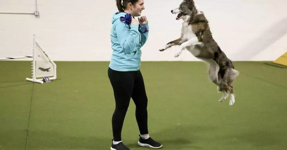 Wowed by the agility dogs at the Westminster show? A winning handler explains how it's done