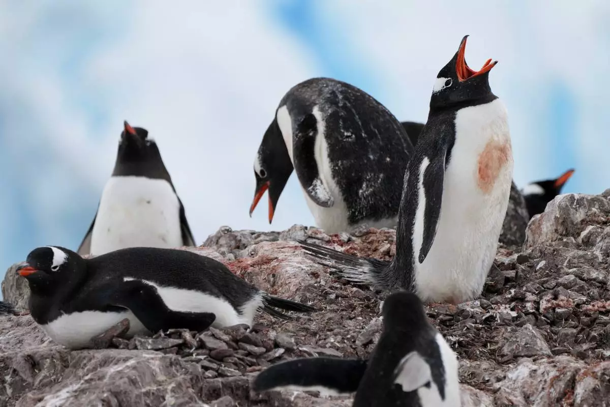 FILE - Gentoo penguins nest at Neko Harbour in Antarctica, Nov. 22, 2025. (AP Photo/Mark Baker, File)