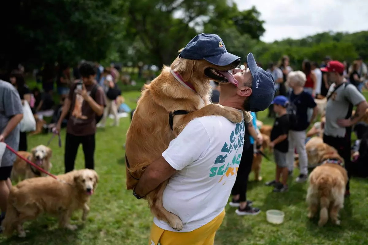 FILE - Maximiliano Rivero holds up his pet Manola as people try to set a world record of most Golden Retrievers gathered in a park in Buenos Aires, Argentina, Dec. 8, 2025. (AP Photo/Natacha Pisarenko, File)