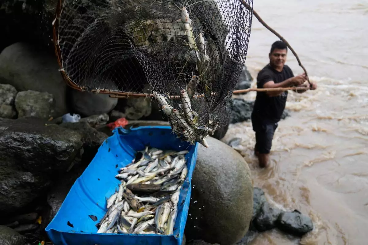 Jeison Pescador catches fish during an annual phenomenon of fish swimming upstream to spawn in the Magdalena River, in Honda, Colombia, Monday, Jan. 26, 2026. (AP Photo/Fernando Vergara)