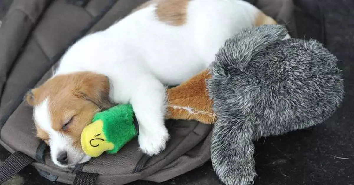 Pet sounds: Why some dog owners share music with their 4-legged friends