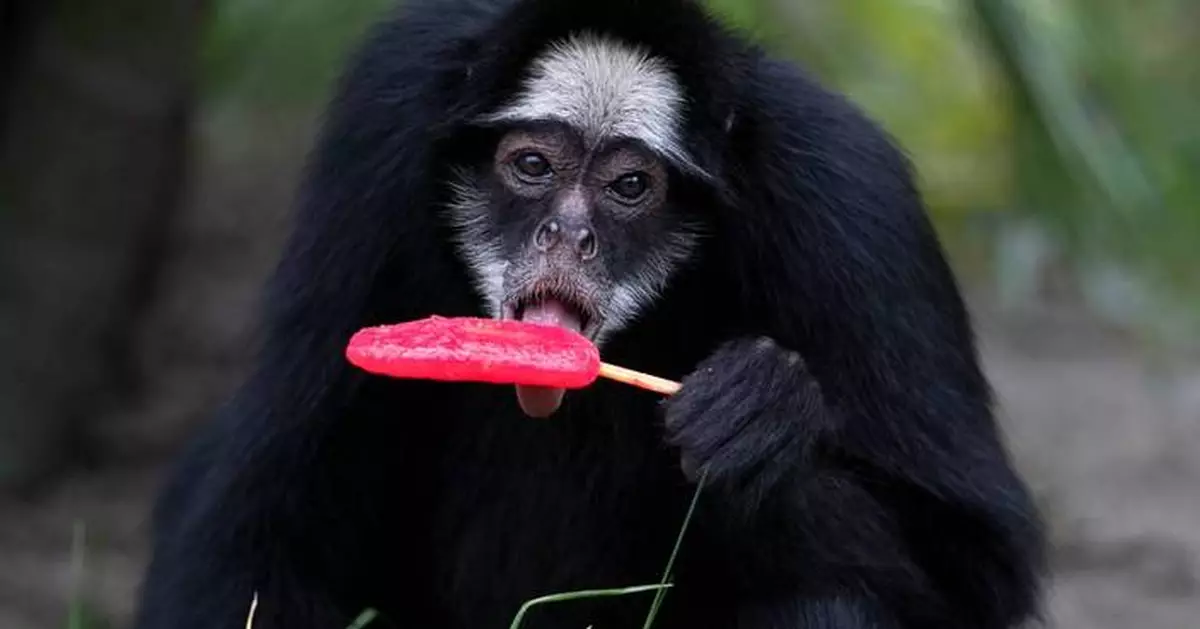 Rio de Janeiro zoo animals are treated to popsicles as the city faces scorching summer weather