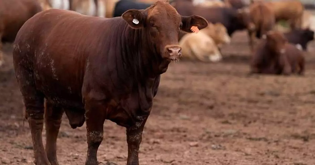South Africa starts mass cattle vaccination program to halt foot-and-mouth outbreak