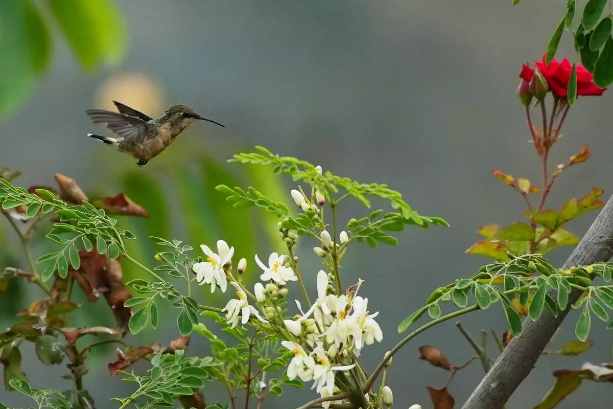 FILE - A hummingbird feeds on nectar from a moringa flower at the Praderas de Vida nursery in the San Juan de Miraflores district in Lima, Peru, Jan. 31, 2026. (AP Photo/Guadalupe Pardo, File)