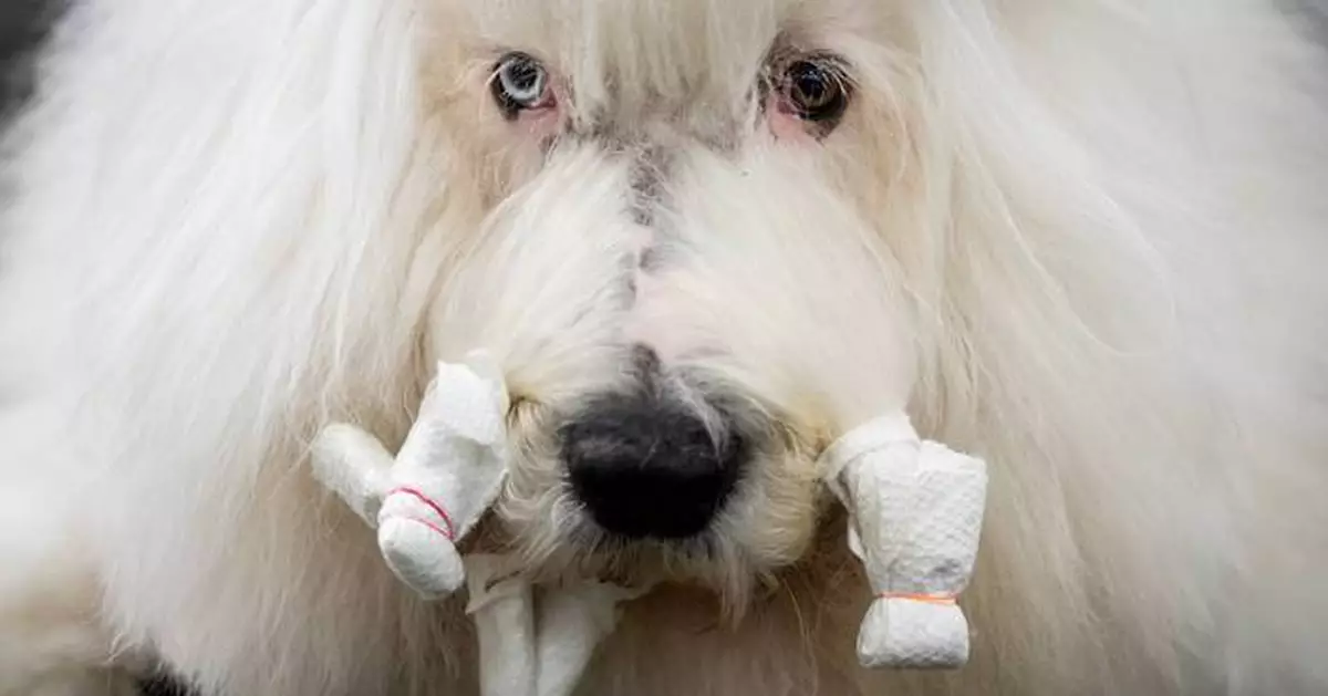 Couples at the Westminster show bond over dogs, and each other