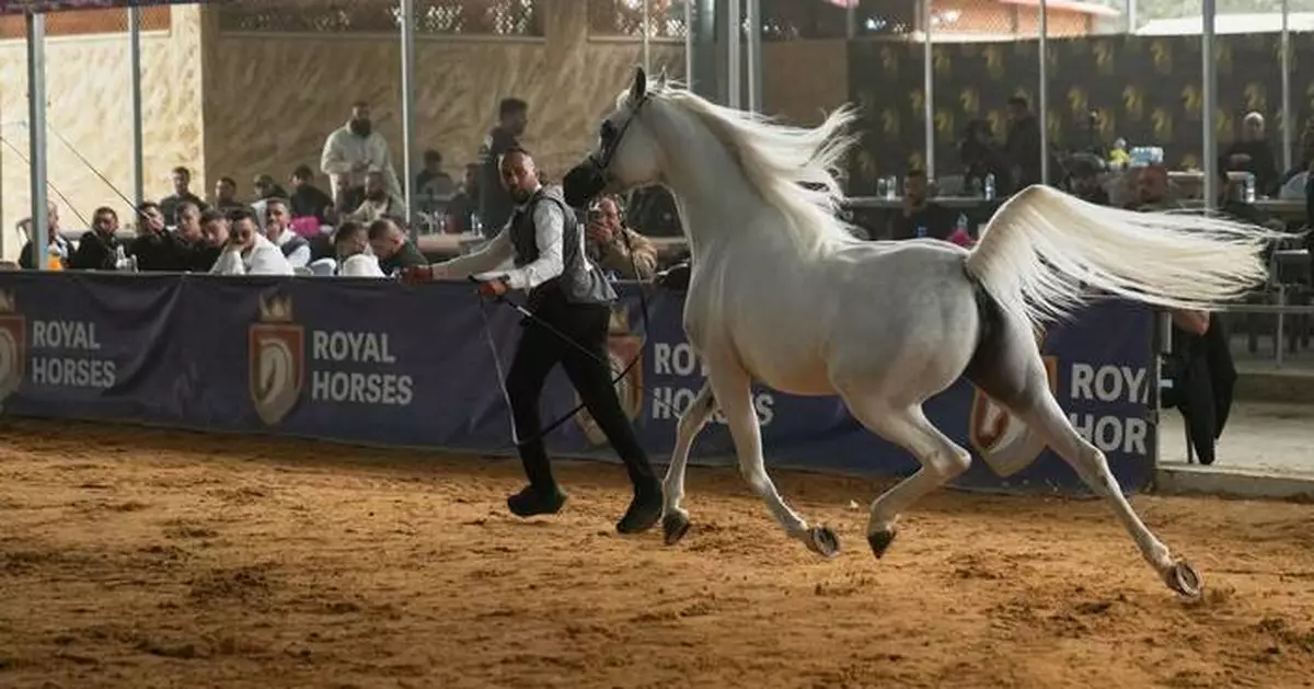 Photos show West Bank championship showcasing purebred Arabian horses in Jericho