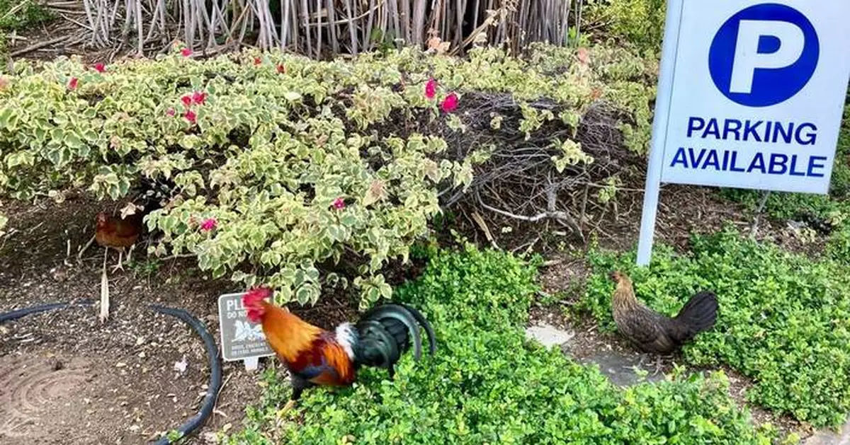 Hawaii residents sick of early crowing and aggressive pecking could be allowed to kill wild chickens