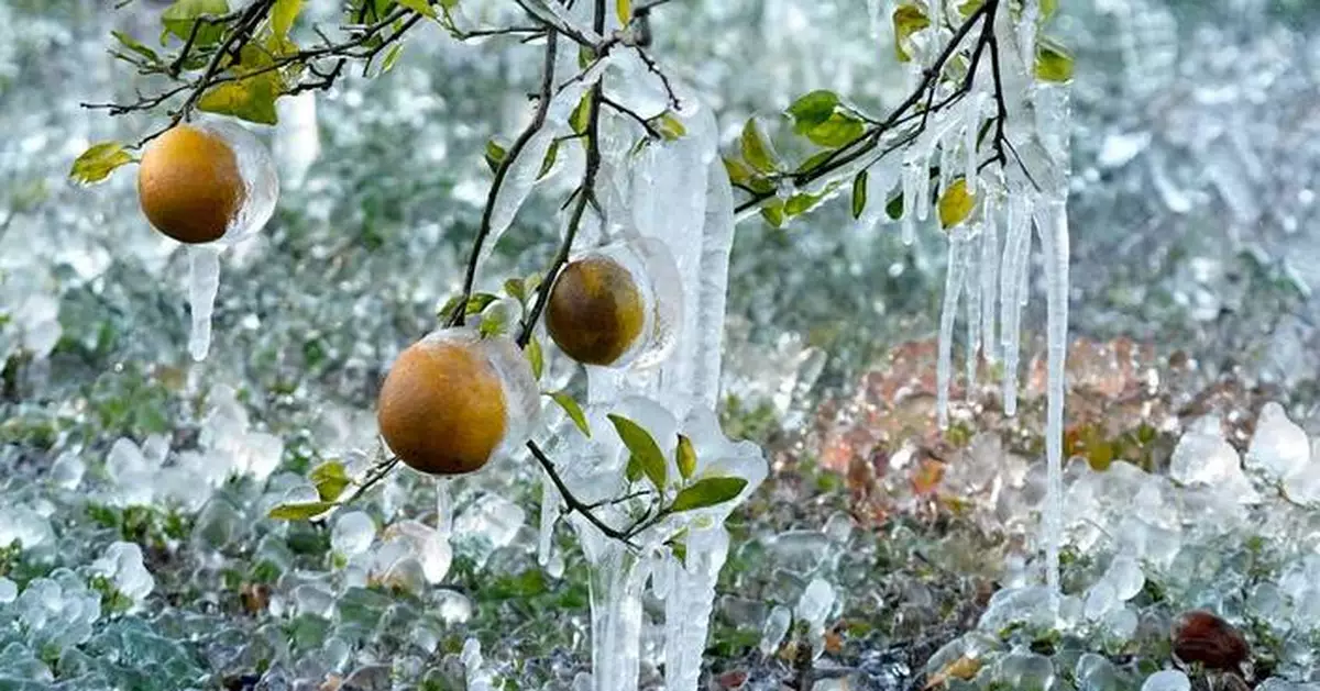 More winter weather leads to heavy snow, canceled flights and, in Florida, falling iguanas